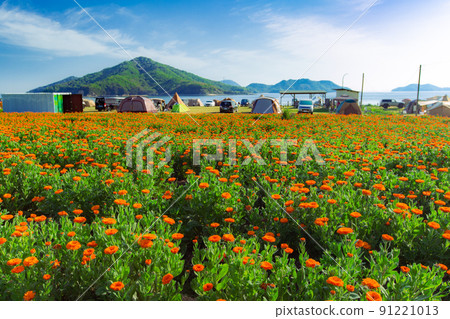 Seaside flower field Flower Park Urashima Seaside flower field Flower Park Urashima 91221013