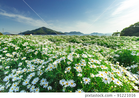 海濱花田花卉公園浦島 91221016
