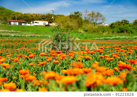 Seaside flower field Flower Park Urashima 91221028