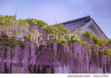 Wisteria Flower Temple Manpukuji Temple Wisteria Flower Temple Manpukuji Temple 91221400
