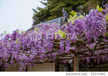 Wisteria Flower Temple Manpukuji Temple Wisteria Flower Temple Manpukuji Temple 91221401