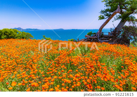 擁有1200年樹齡的巨樹的神秘小島石島島 擁有1200年樹齡的巨樹的神秘小島石島島 91221615
