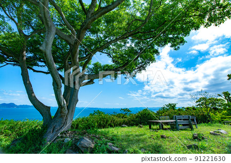 Shishijima, a mysterious small island with a 1200-year-old giant tree 91221630