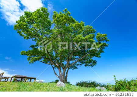 擁有1200年樹齡的巨樹的神秘小島石島島 91221633