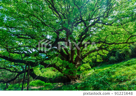 Shishijima, a mysterious small island with a 1200-year-old giant tree Shishijima, a mysterious small island with a 1200-year-old giant tree 91221648