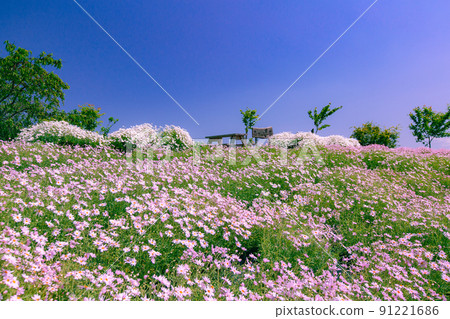 Shishijima, a mysterious small island with a 1200-year-old giant tree Shishijima, a mysterious small island with a 1200-year-old giant tree 91221686