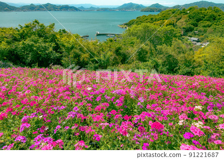 擁有1200年樹齡的巨樹的神秘小島石島島 91221687