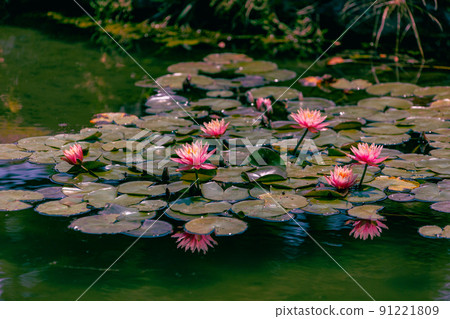 Special place of Scenic Green in Ritsurin Garden Special place of Scenic Green in Ritsurin Garden 91221809