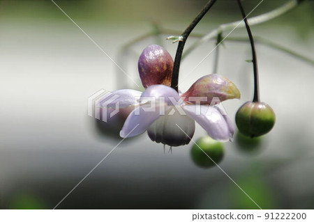 Anemonopsis macrophylla in Ome Sokuseiji 91222200