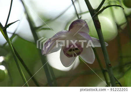 Anemonopsis macrophylla in Ome Sokuseiji Anemonopsis macrophylla in Ome Sokuseiji 91222201