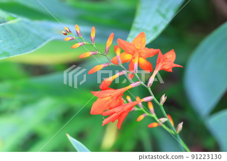 姬水霧仙花 姬水霧仙花 91223130