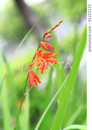 姬水霧仙花 姬水霧仙花 91223133