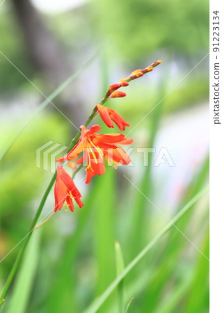 Flower of Himehiougizuisen 91223134