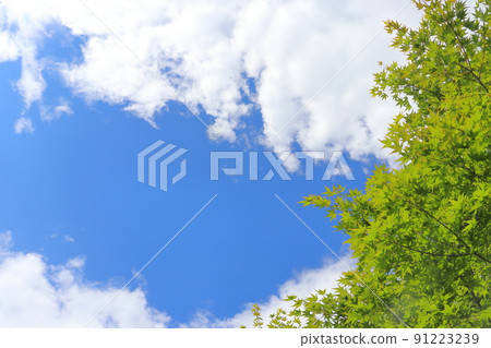 Maple tree in early summer, blue sky, clouds Maple tree in early summer, blue sky, clouds 91223239