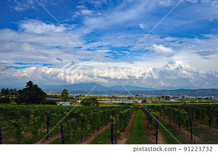 Blue sky, flowing clouds, spreading vineyard, Tokachidake mountain range seen in the distance Blue sky, flowing clouds, spreading vineyard, Tokachidake mountain range seen in the distance 91223732