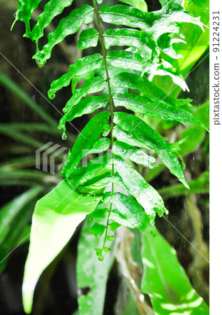 fern or Rain Tree, Monkey Pod or  Samanea saman Merr or MIMOSACEAE or Polypodiaceae 91224231