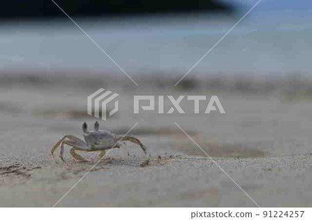 A group of ghost crabs living on the sandy beach of Amami Oshima 91224257