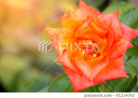 Orange rose The petals are thin and beautiful Orange rose The petals are thin and beautiful 91224392