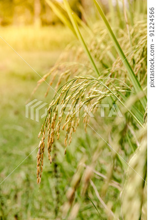 seeds and rice that are still green in the countryside seeds and rice that are still green in the countryside 91224566