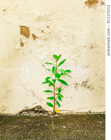 Strong weeds grow on cement surfaces, relying on the moisture that settles on the moss-covered surface. 91225012