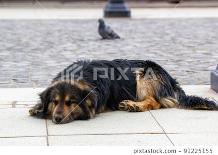 A sad poor dog lying on the street A sad poor dog lying on the street 91225155