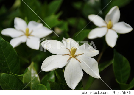 Gardenia Common gardenia 91225676