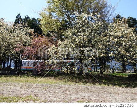 Cherry blossoms in full bloom Sakura Sakura Uzen Narita Station Flower Nagai Line Cherry blossoms in full bloom Sakura Sakura Uzen Narita Station Flower Nagai Line 91225736