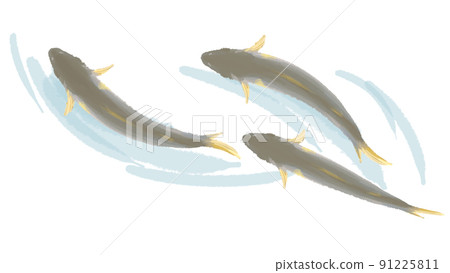 Ayu juvenile sweetfish hand-painted illustration 91225811