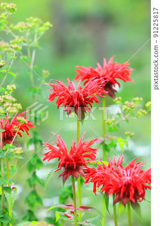 Yagurumahakka 或佛手柑 91225817