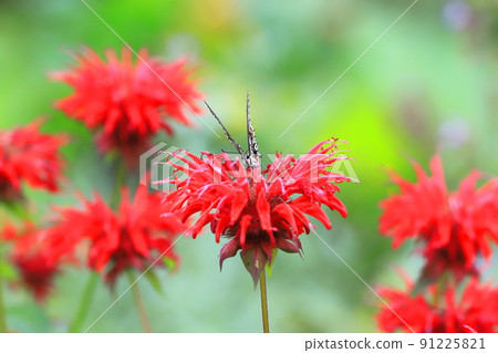 野生佛手柑和燕尾蝶 野生佛手柑和燕尾蝶 91225821