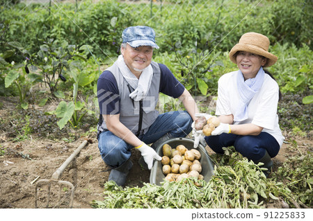 Home garden of a married couple, vegetable making, potato digging 91225833