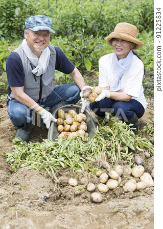 Home garden of a married couple, vegetable making, potato digging 91225834