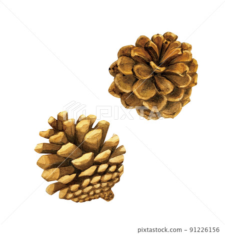 Real touch pine cone watercolor material 91226156