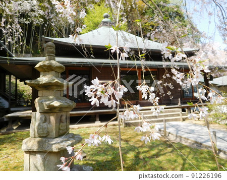 鎌倉寺和櫻花 鎌倉寺和櫻花 91226196