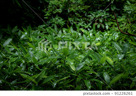 被雨淋濕的花園裡的竹葉 91226261