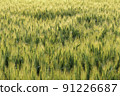 麥田 91226687