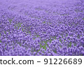 北海道的薰衣草田 91226689