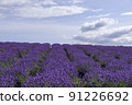 北海道的薰衣草田 91226692