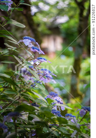 The hydrangea of Amidaji Temple in Hofu City, Yamaguchi Prefecture is beautiful The hydrangea of Amidaji Temple in Hofu City, Yamaguchi Prefecture is beautiful 91226817