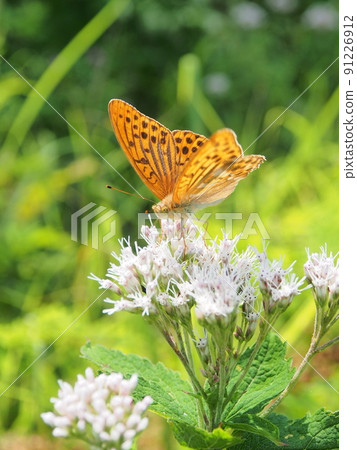 A butterfly that sucks and poisons poisonous yotsuba chicks 91226912