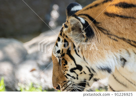 Cool tiger Cool tiger 91226925