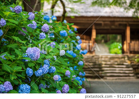 山口縣防府市阿彌陀寺的繡球花很美 91227557