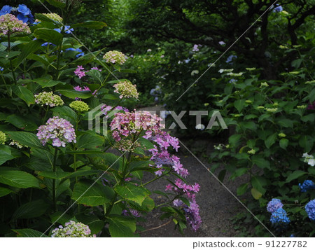 Small diameter of hydrangea Small diameter of hydrangea 91227782