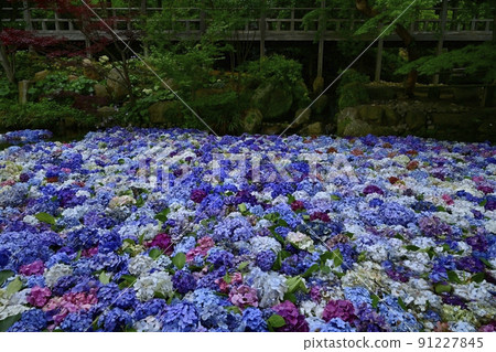 Amabiki Kannon Hydrangea Underwater Flower 91227845