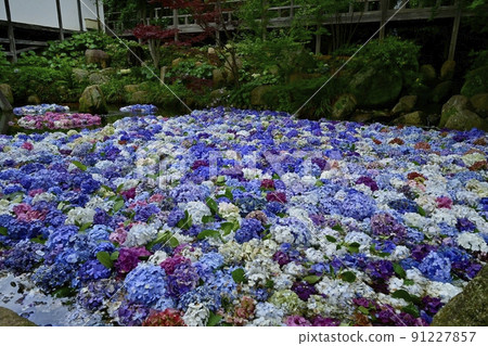 Amabiki Kannon 繡球花 Underwater 花 91227857