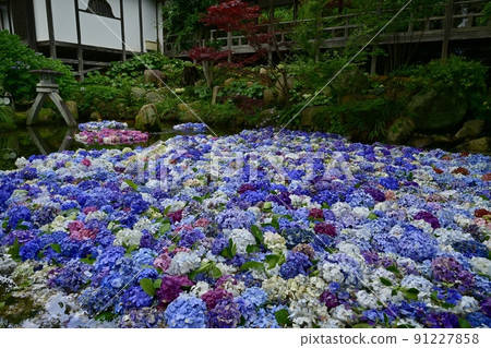 Amabiki Kannon Hydrangea Underwater Flower 91227858