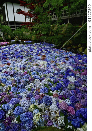 Amabiki Kannon Hydrangea Underwater Flower 91227860