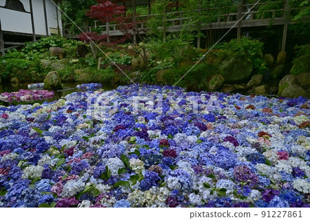 Amabiki Kannon Hydrangea Underwater Flower 91227861