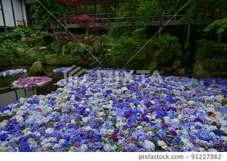Amabiki Kannon Hydrangea Underwater Flower 91227862