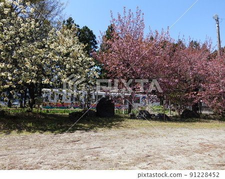 Cherry blossoms in full bloom Sakura Sakura Uzen Narita Station Flower Nagai Line 91228452